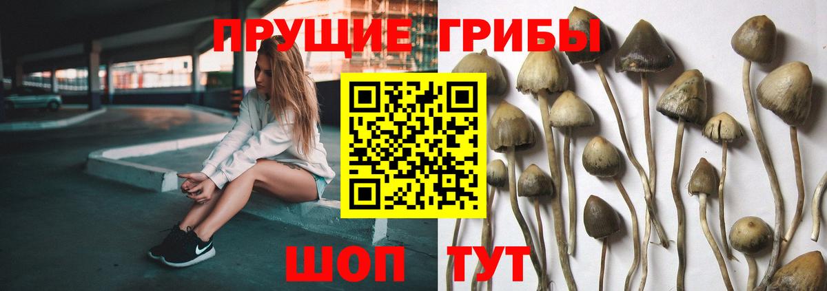 Новосибирск  Псилоцибиновые грибы MAGIC MUSHROOMS  Вход с VPN  Псилоцибиновые грибы Cubensis 